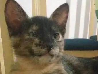 Gato ra a vira lata idade 2 a 6 meses nome não tem nome