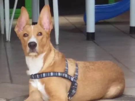 Cachorro ra a Vira Lata idade 7 a 11 meses nome Toby