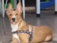 Toby