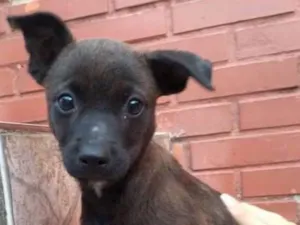 Cachorro raça SRD idade 2 a 6 meses nome Frodo