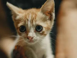 Gato raça SRD idade Abaixo de 2 meses nome Sem nomes