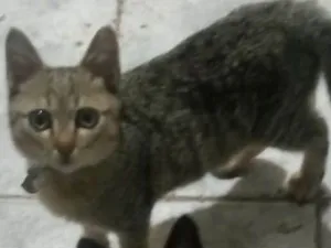 Gato raça Vira lata  idade 1 ano nome Minerva
