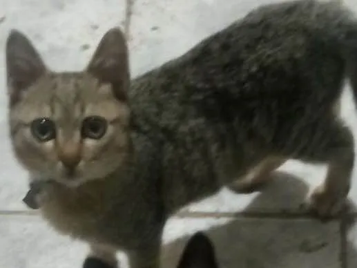 Gato ra a Vira lata  idade 1 ano nome Minerva