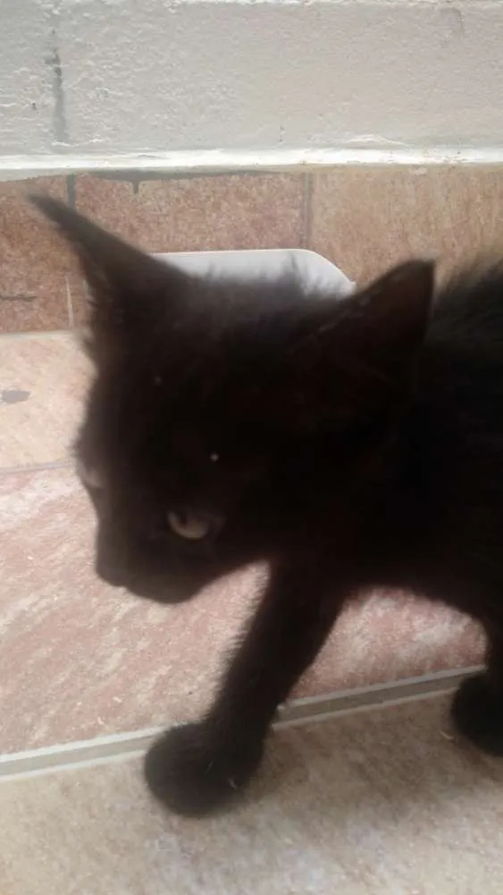Gato raça Gato idade Abaixo de 2 meses nome ??