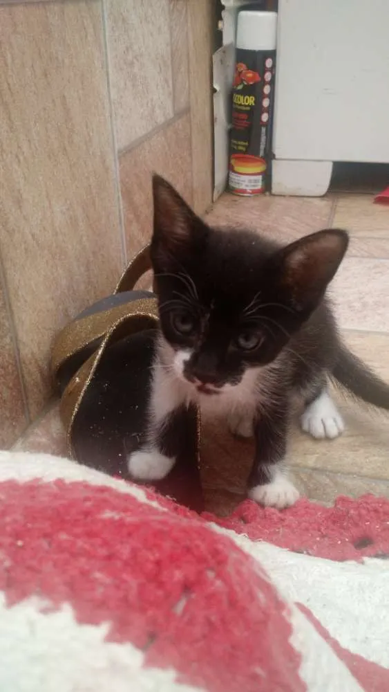 Gato raça Gato idade Abaixo de 2 meses nome ??