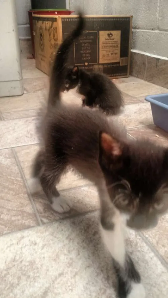 Gato raça Gato idade Abaixo de 2 meses nome ??