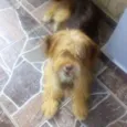 Tule
