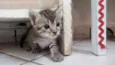 Mia