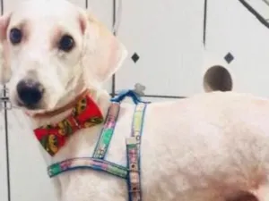 Cachorro raça Poodle idade 2 anos nome Guri