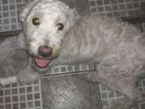 Cachorro raça Poodle idade 1 ano nome :)