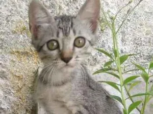 Gato raça  idade 2 a 6 meses nome Dara