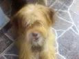 Tule