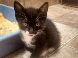 Gato raça Gato idade Abaixo de 2 meses nome ??