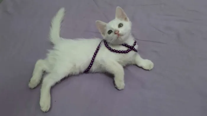 Gato raça  idade 2 a 6 meses nome Manchinha