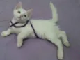 Manchinha