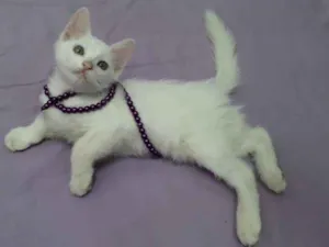 Gato raça  idade 2 a 6 meses nome Manchinha