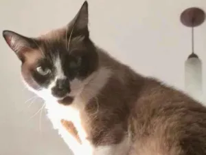 Gato raça Siamês idade 6 ou mais anos nome MEG