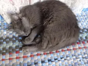 Gato raça Comum pe idade 2 a 6 meses nome Branquinha e Cinzinh