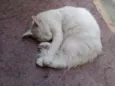 Branquinha e Cinzinh