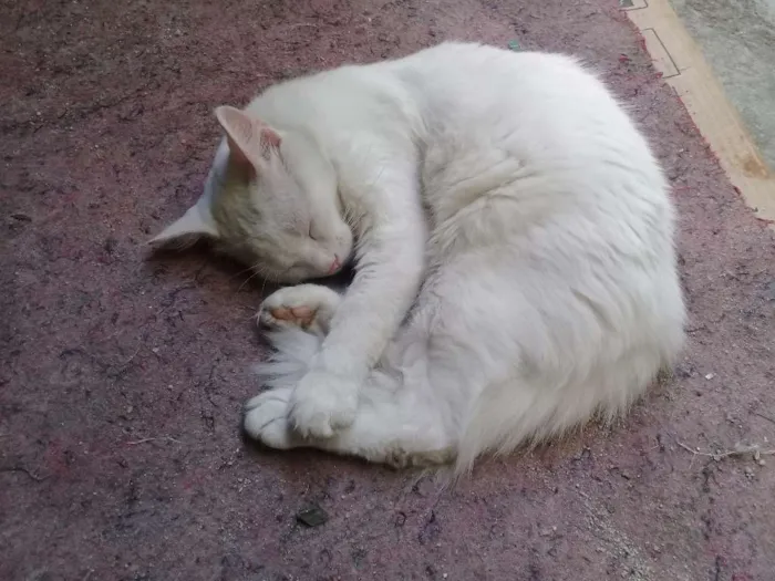 Gato raça Comum pe idade 2 a 6 meses nome Branquinha e Cinzinh