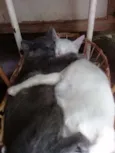 Branquinha e Cinzinh