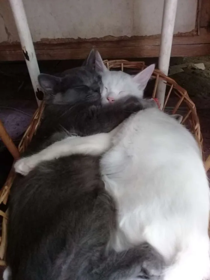 Gato raça Comum pe idade 2 a 6 meses nome Branquinha e Cinzinh