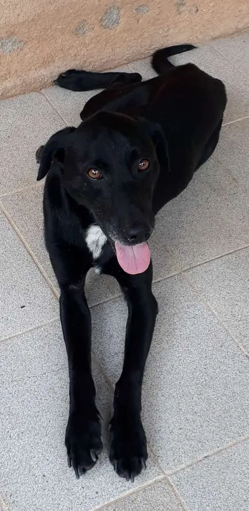Cachorro ra a SRD idade 7 a 11 meses nome Neguinho