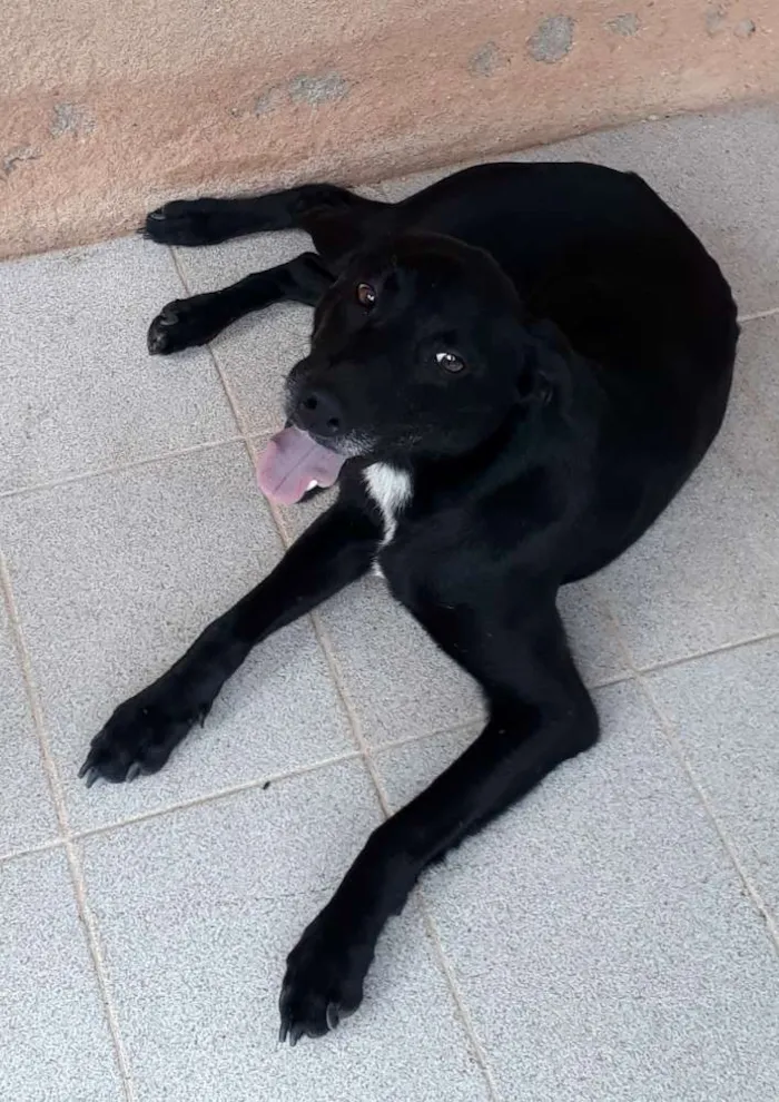 Cachorro ra a SRD idade 7 a 11 meses nome Neguinho