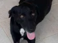 Neguinho