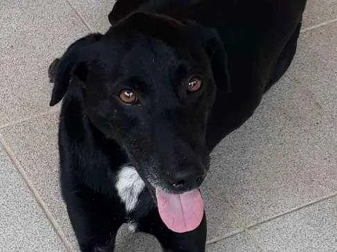 Cachorro ra a SRD idade 7 a 11 meses nome Neguinho