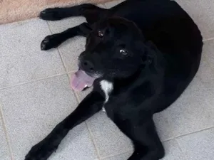 Cachorro raça SRD idade 7 a 11 meses nome Neguinho