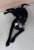 Zorro