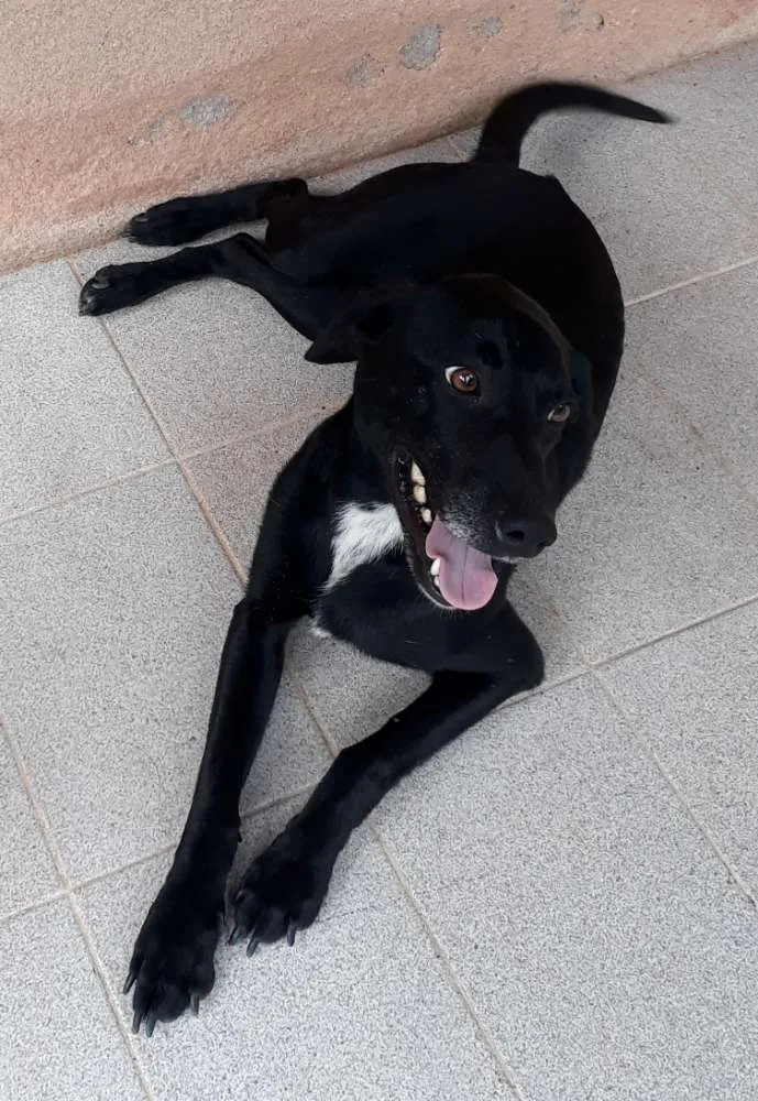 Cachorro ra a SRD idade 7 a 11 meses nome Zorro