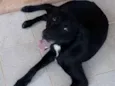 Zorro
