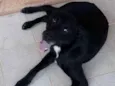 Neguinho