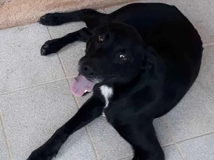 Cachorro ra a SRD idade 7 a 11 meses nome Neguinho