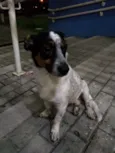 Dorinha