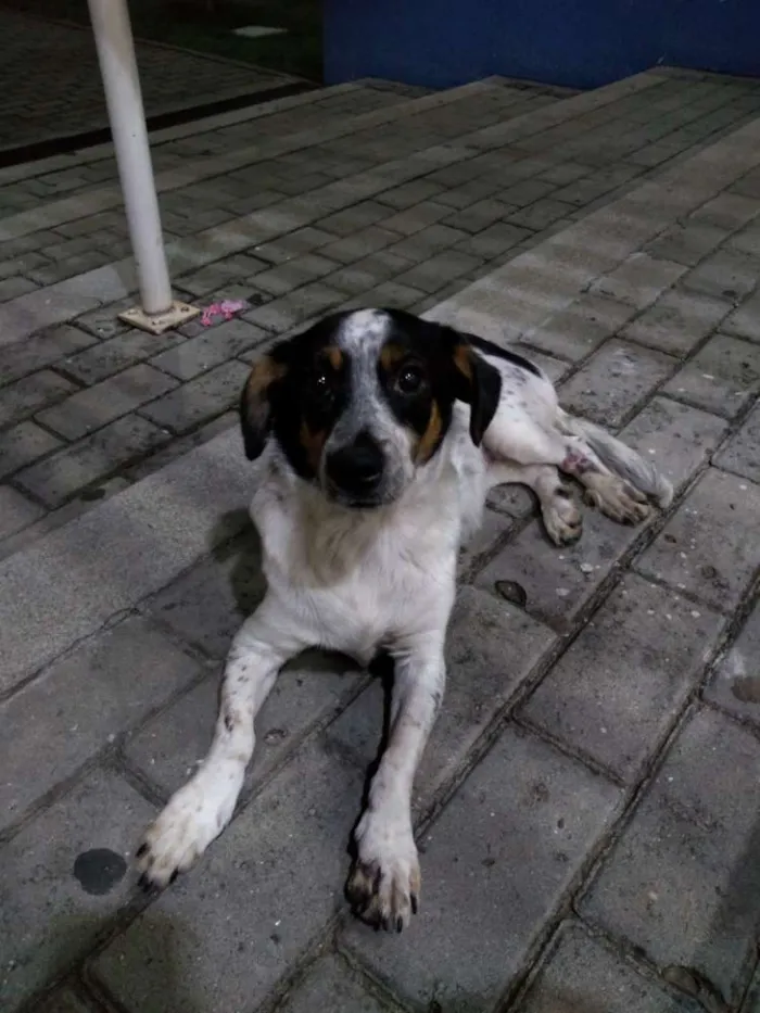 Cachorro ra a SRD idade 2 anos nome Dorinha