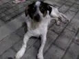 Dorinha