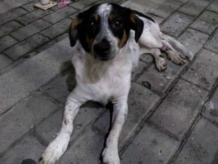 Cachorro ra a SRD idade 2 anos nome Dorinha
