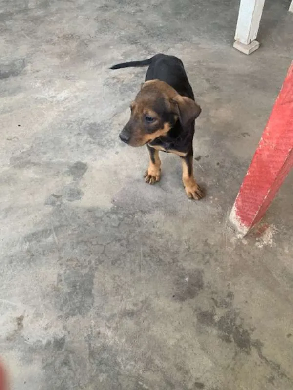 Cachorro ra a Vira lata idade 2 a 6 meses nome Sem nome
