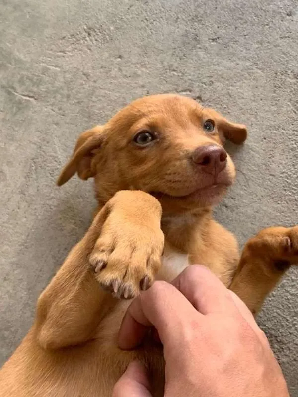 Cachorro ra a Vira lata idade 2 a 6 meses nome Sem nome