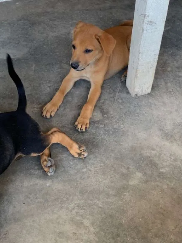 Cachorro ra a Vira lata idade 2 a 6 meses nome Sem nome