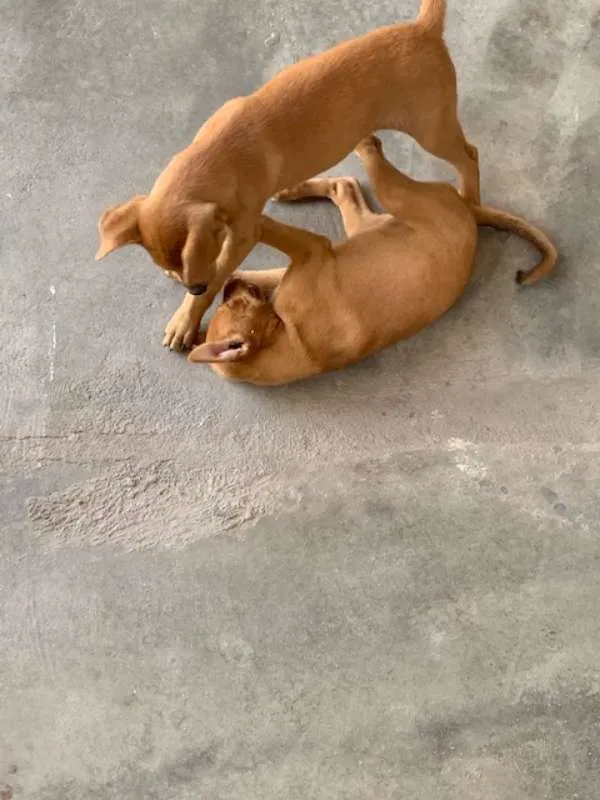 Cachorro ra a Vira lata idade 2 a 6 meses nome Sem nome