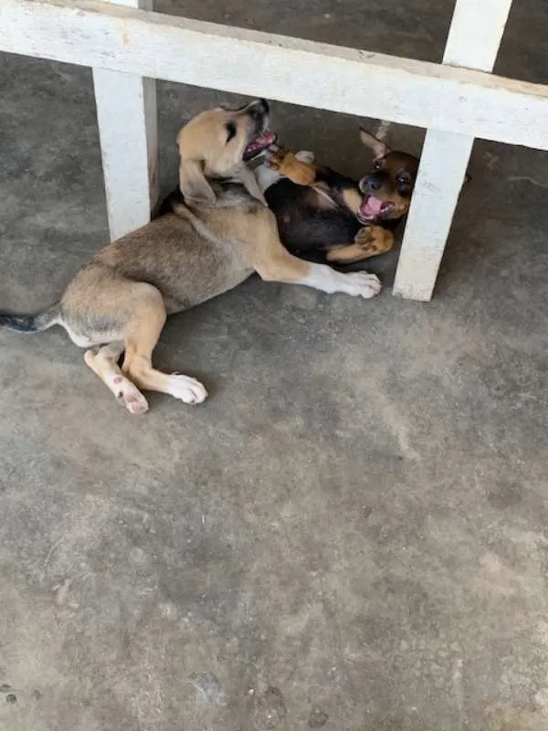 Cachorro ra a Vira lata idade 2 a 6 meses nome Sem nome