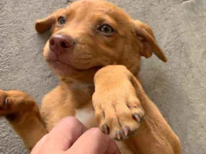 Cachorro raça Vira lata idade 2 a 6 meses nome Sem nome