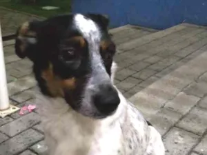 Cachorro raça SRD idade 2 anos nome Dorinha