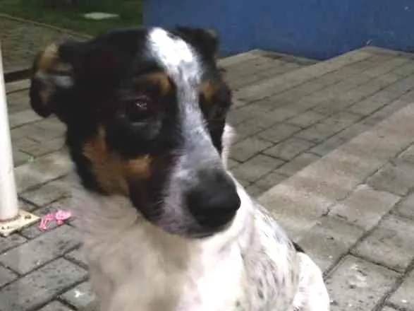 Cachorro ra a SRD idade 2 anos nome Dorinha
