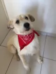 Cachorro raça Vira lata idade  nome Bello
