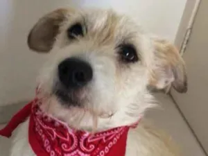 Cachorro raça Vira lata idade  nome Bello